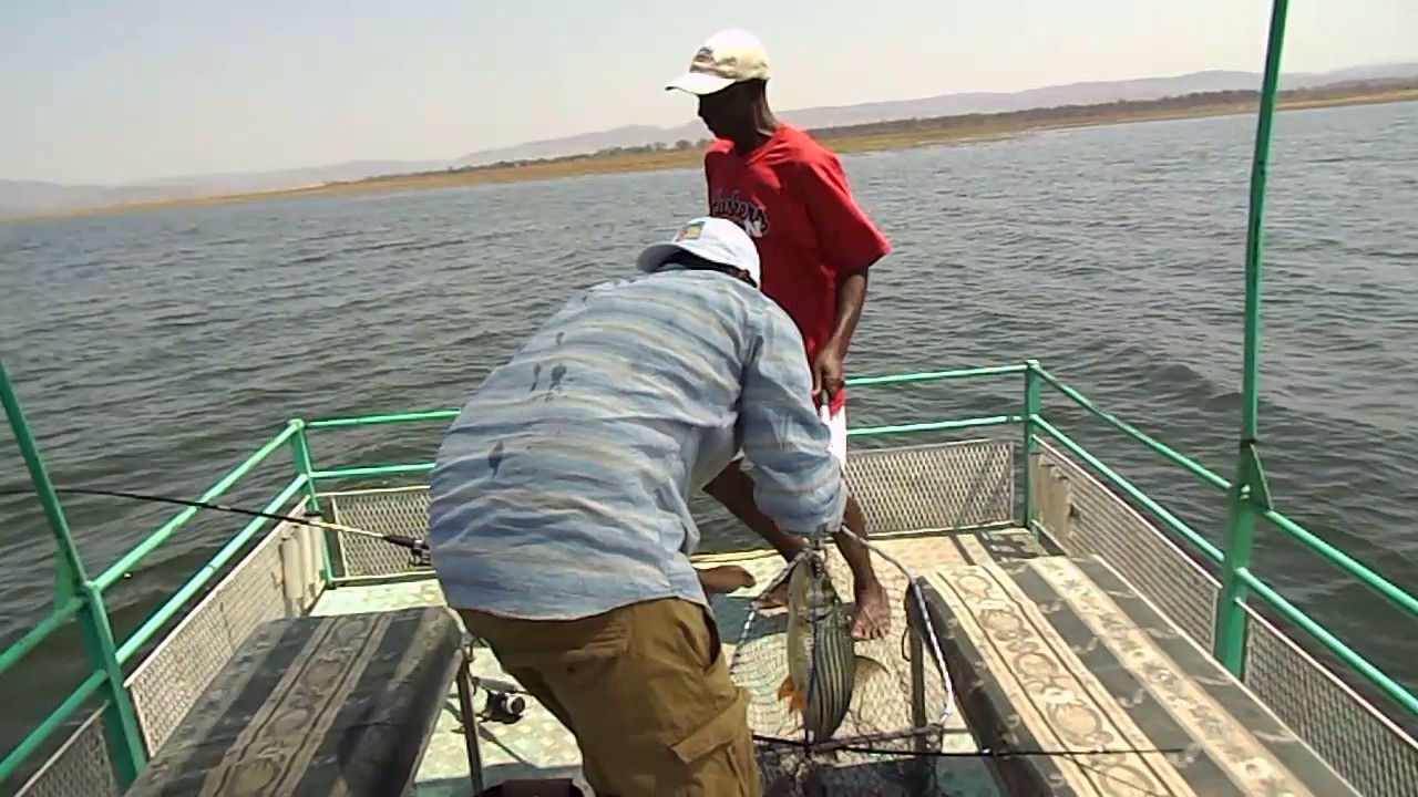 Tiger fishing in Zimbabwe YouTube