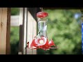 Hummingbirds in Slomotion