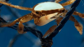 Hitchhiking Crab Finds Love | Planet Earth Iii | Bbc Earth