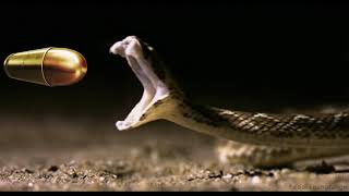 .243 Brass Prep Wealth