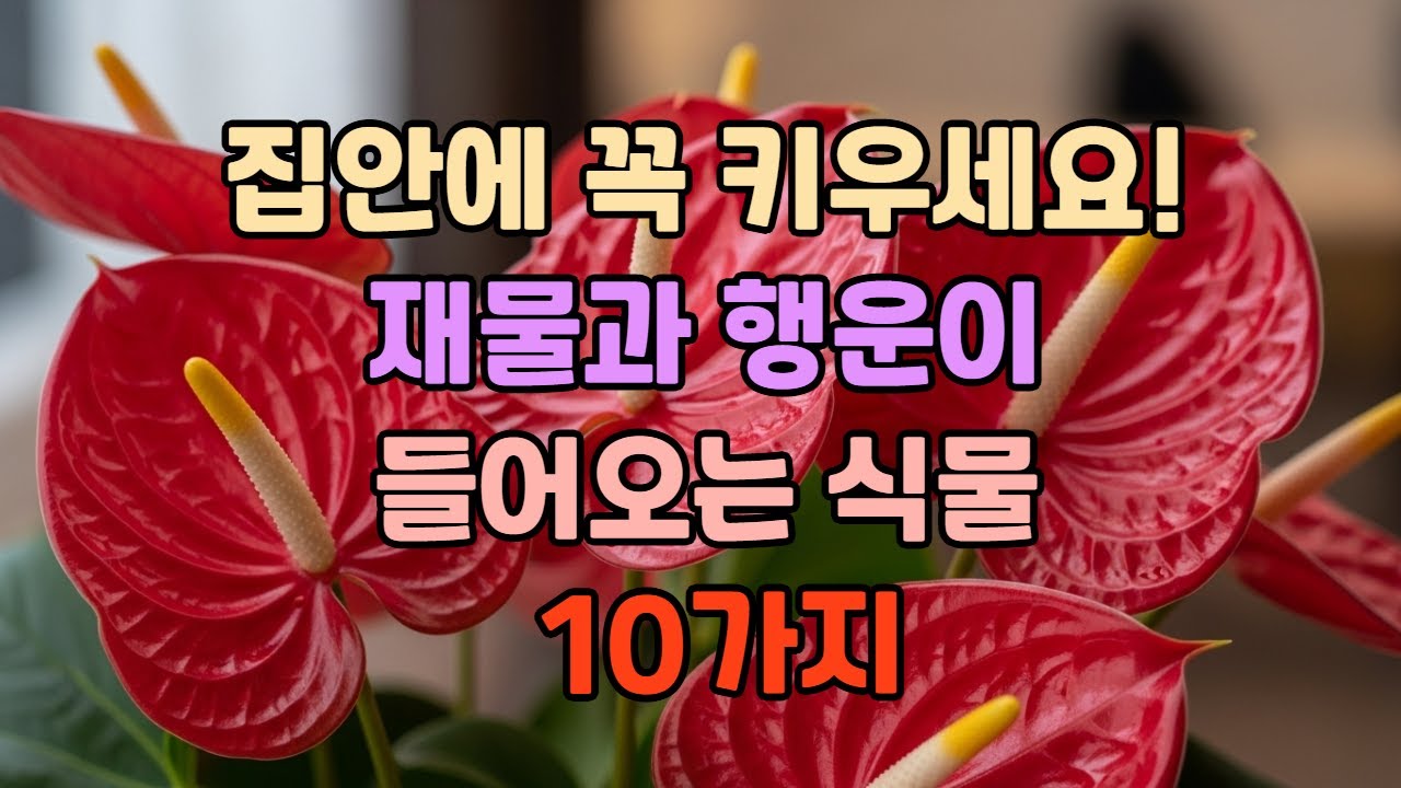집안에 꼭 키우세요! 재물과 행운이 들어오는 식물 10가지 1
