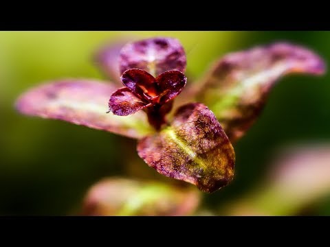 Aquarium Plants: Ludwigia Senegalensis