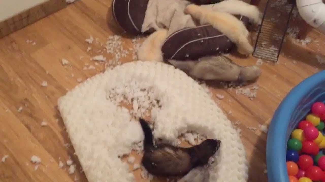 Naughty Ferrets Destroy Pillows YouTube