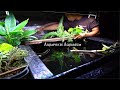 Create a better aquarium with aquaponics