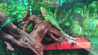 Baby Caiman Lizard Exploring
