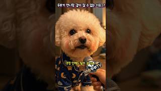 두부가 언니랑 잘 수 없는 이유..? #강아지인터뷰 #비숑 #웃긴영상 #방정리 #귀여운강아지