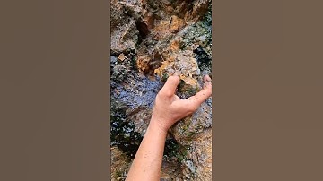 Traditional #goldmining earning $5000 in one day with a professional prospector #goldrush #gold