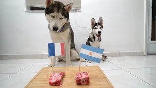 Husky &amp; Puppy Predict The 2022 World Cup Final..