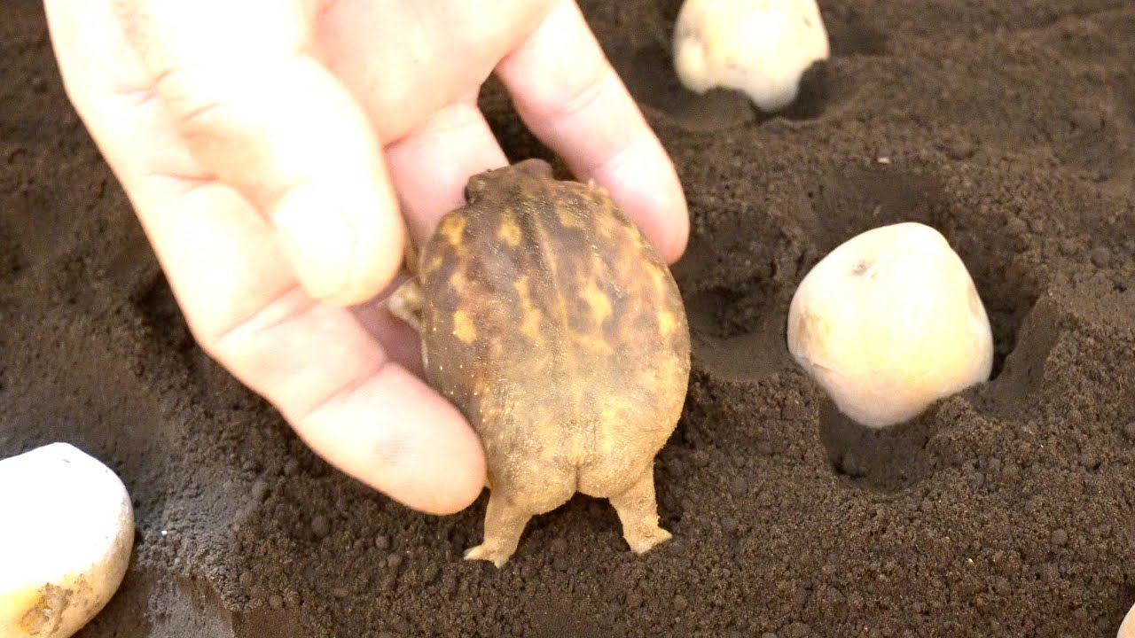 Круглые лягушки, проснитесь. Симпатичный ассортимент 🎁7