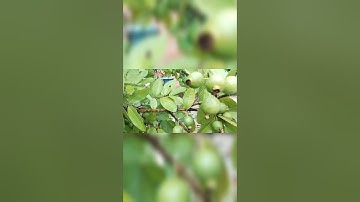 Great idea to propagate guava tree by air layering using a potatoes #guava #gar #gardeningvideo