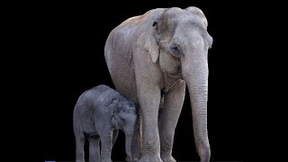 Baby Elephant Sound Effect