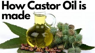 How Cold Pressed Castor Oil is made