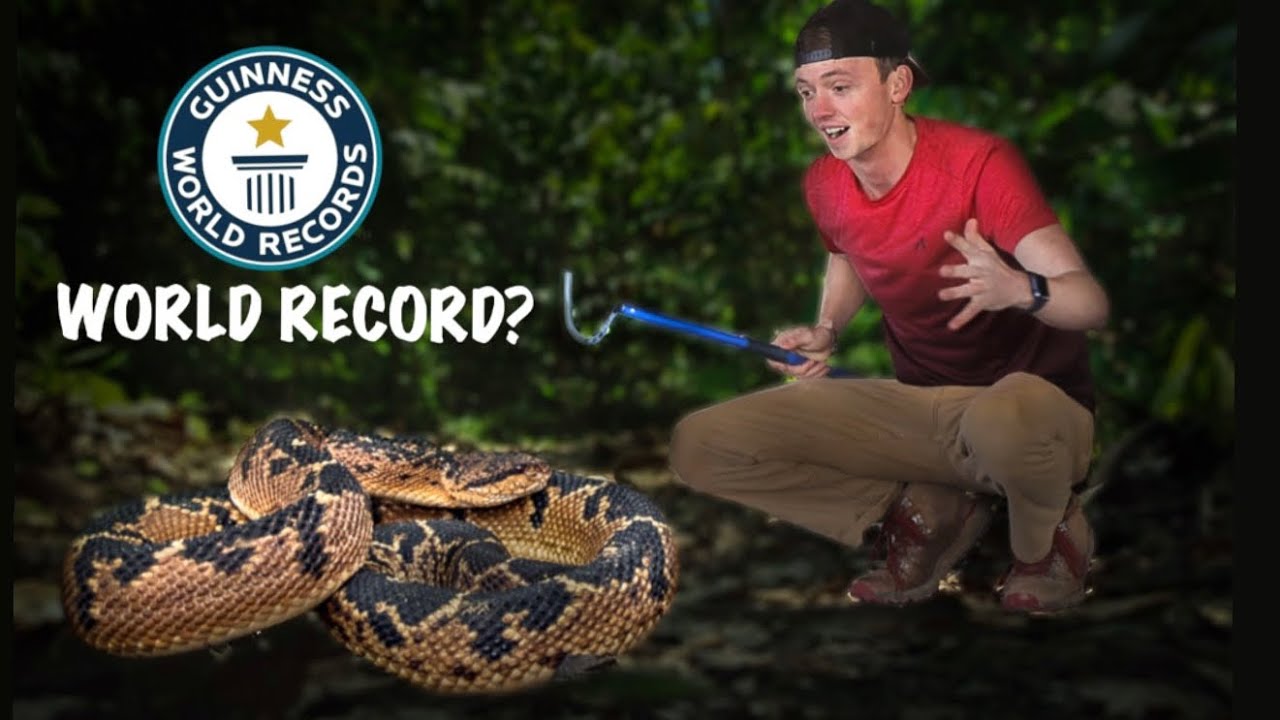 I Found The LONGEST Viper In The World YouTube I Found The LONGEST Viper In The World YouTube
