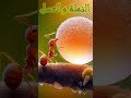 النملة والعسل حكمة في دقيقة 