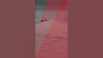 WATCH: Dolphins leap alongside surfers in astounding scene #shorts