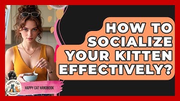 How To Socialize Your Kitten Effectively? - Happy Cat Handbook