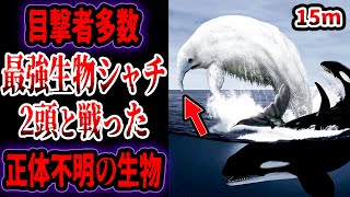 【ゆっくり解説】最強生物シャチ2頭と戦った未だ正体不明のトランコ多数の目撃者の証言と正体とは？【UMA・未確認生物】