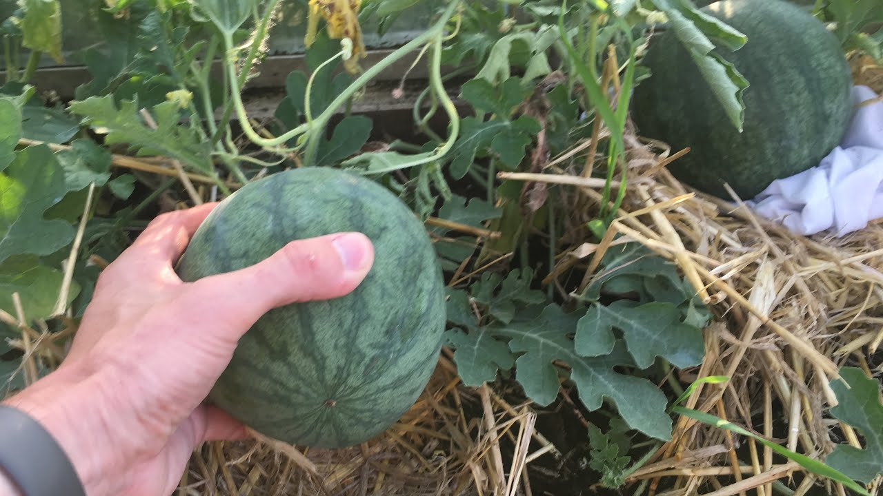 Ant’s Allotment Watering the watermelons YouTube