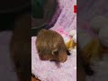Don't miss the Prairie Dog