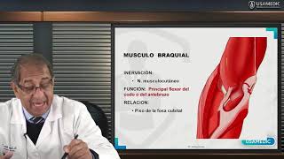 ANATOMÍA DE MIEMBRO SUPERIOR - BRAZO - Usamedic