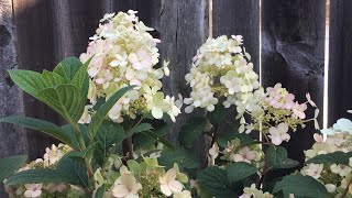 Hydrangea Paniculata "Little Quick Fire" - In Blooms Update August 5