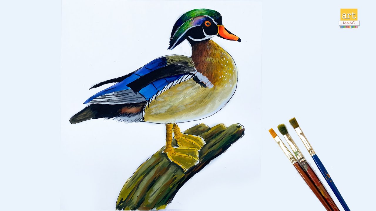 How to draw A Wood Duck II Wood Duck drawing II artjanag YouTube