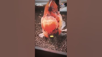 Cá vàng đổi màu thì thành cá màu gì