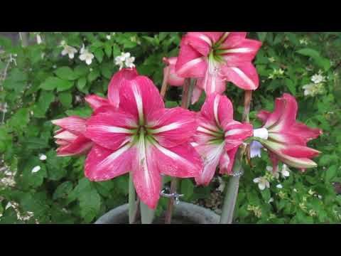River Dance Amaryllis (Hippeastrum) in Full Bloom