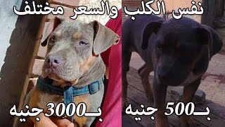 ازاي ترفع قيمة كلبك من 500ج لـ 3000ج
