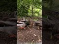 #duck #ducks #birds