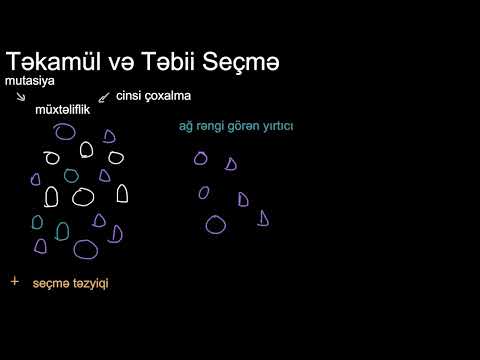 Video: Memuarların məzmun cədvəli varmı?