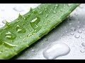 ALOE VERA: la reina de las plantas