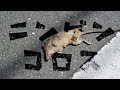 【マッド･ラット･デッド】音の出るネズミを動かす