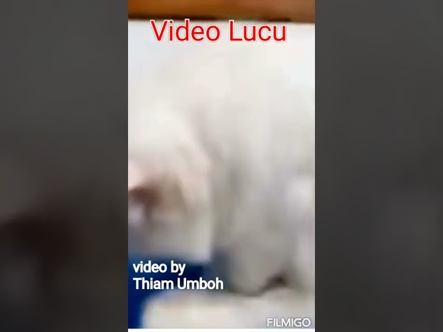 Video viral paling lucu#Thiam Umboh class=