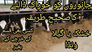 Wanda khilanay Ka tareeqa II Poor Man TMR for cows and buffaloes II wanda khushk dain ya geela