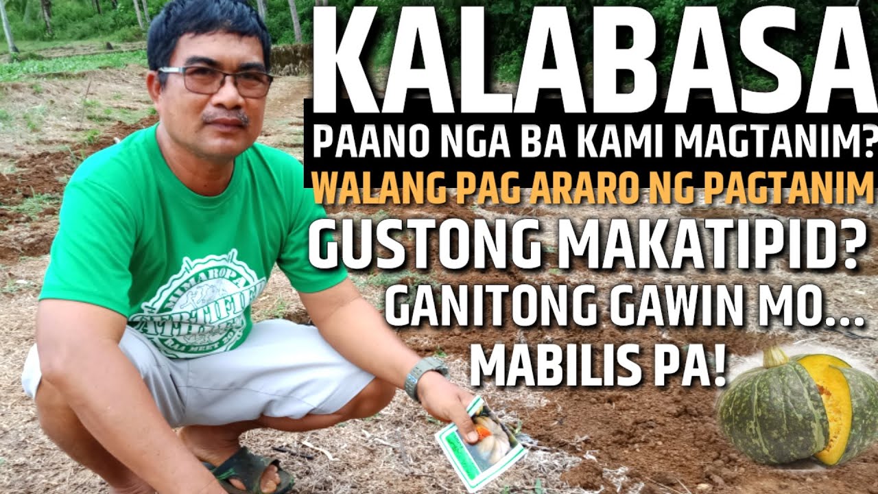 PAANO MAGTANIM NG KALABASA - WALANG PAG ARARO - MABILIS AT TIPID SA PAGTANIM | D' GREEN THUMB