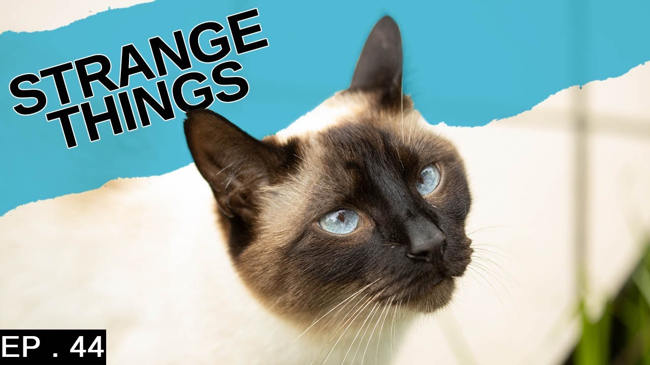 What Does Shaking Eyes In Siamese Cats Mean Youtube