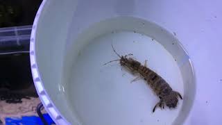 Lion fish + spearing mantis shrimp