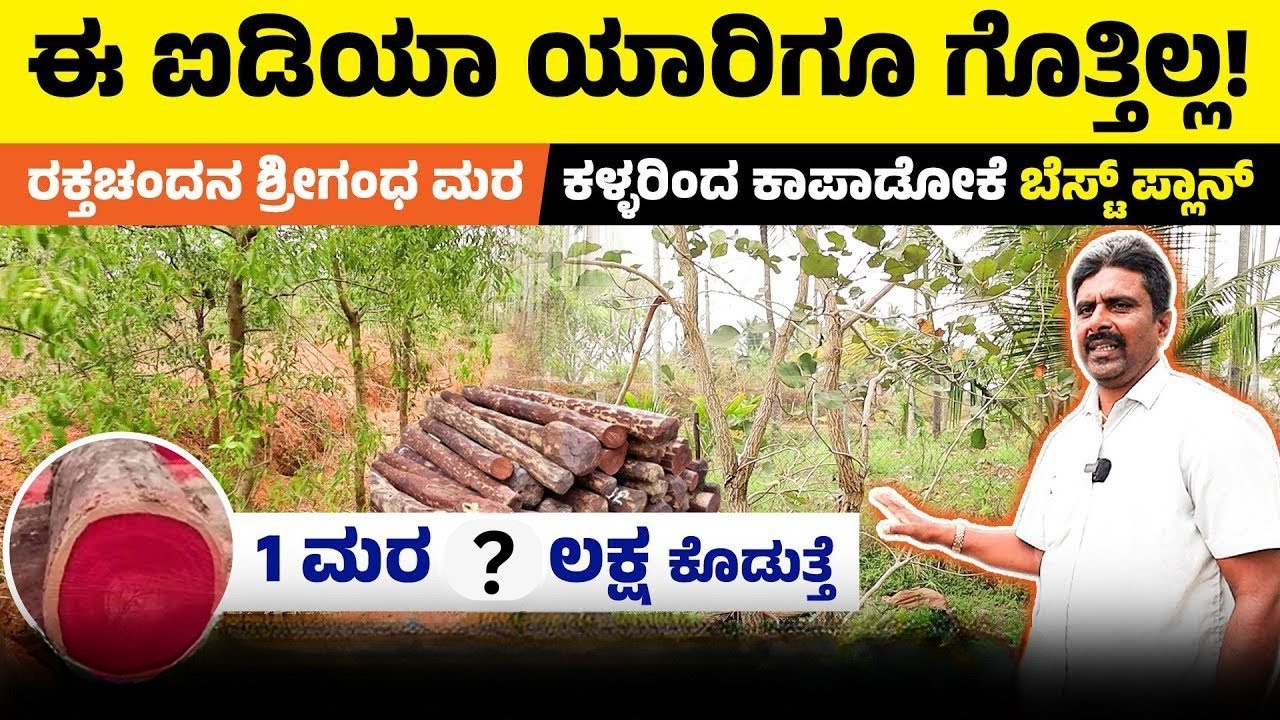 ಬೆಲೆ ಬಾಳುವ ಶ್ರೀಗಂಧ ಮರಗಳನ್ನು ಕಳ್ಳರಿಂದ ರಕ್ಷಿಸಲು ಇಲ್ಲಿದೆ ಬೆಸ್ಟ್ ಐಡಿಯಾ | Sandalwood Tree Security