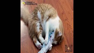 FLIPPITY FISH INTERACTIVE CAT TOY ADS