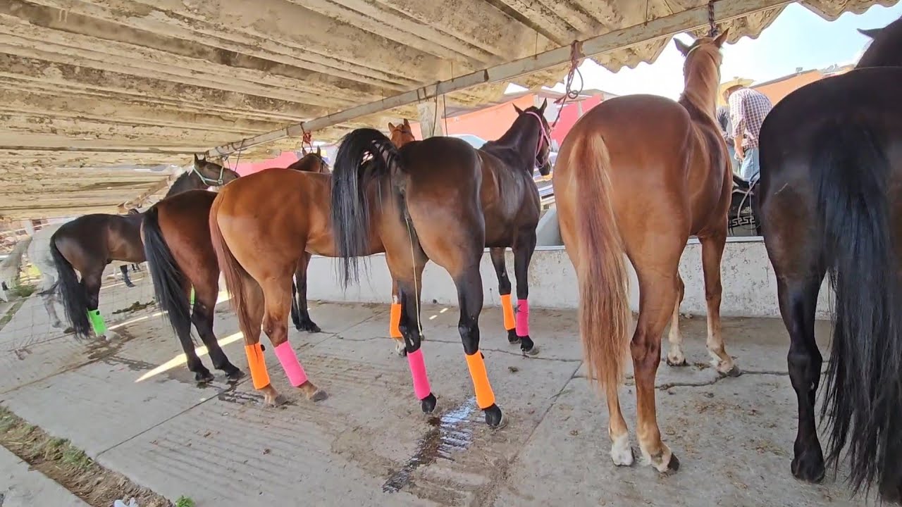 RECORRIDO COMPLETO del Mercado de Caballos Más Grande de la Región!