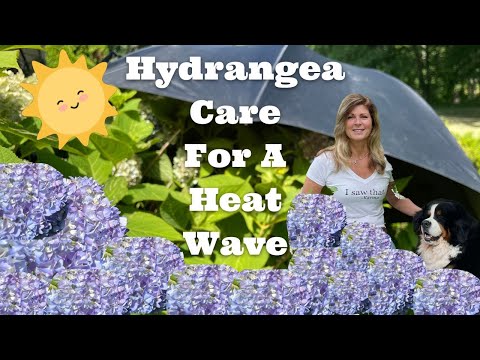 Hydrangea Care For a Heat Wave