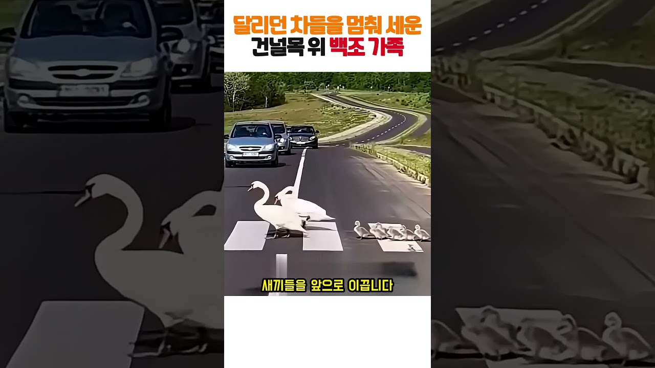 쌩쌩 달리는 도로 위 건널목에 아기 백조들 데리고 나타나 차들 전부 멈춰 세운 백조 부부 ㄷㄷ ㅠㅠ #백조 #동물영상 #감동실화 #힐링 #도파민폭발
