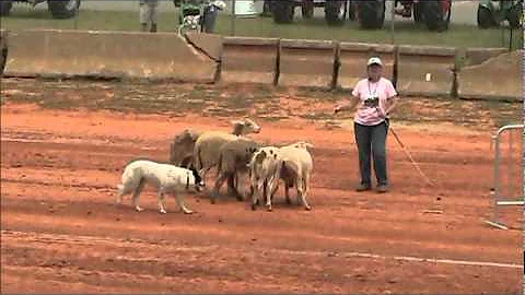 Real working Herding dog at the Got to Be NC Festival.