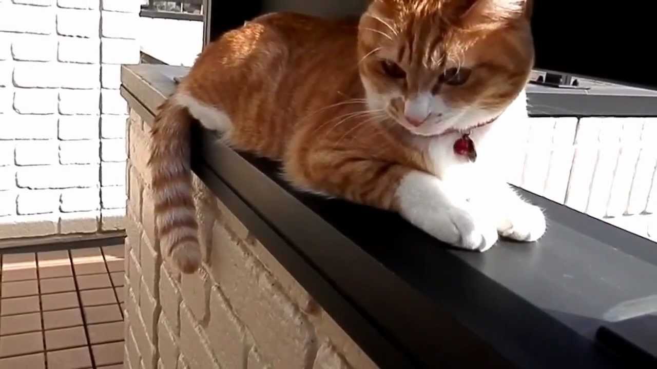Bad mood cat 