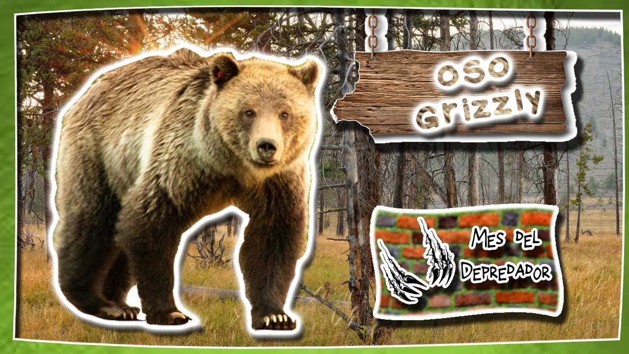 Brown bear | The Hypocritical Bodybuilder | (Animals of the World) | Predators | documental sobre chernobyl