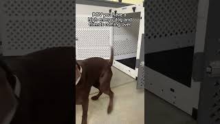 Your friends are coming over but your dog thinks itโs their party ๐พ ๐
#dogsofinstagram #doglover #puppylove #doglife #dogvideos #dogmom #dogdad #dogs #dogsoftheday #cutedogclub #bernadoodlesofinstagram #bernadoodlelove #doodlelife #dogparentlife #zoomies #weeklyfluff #adventuredog #mydogiscrazy #thisiswhywecrate #crateboss #confusedbutconfident #dogincharge #goodboystance #mountaindoodlemode #snugglefluff #bernadoodleantics #cratesweetcrate #velcrovibes #doodlechaosclub Your friends are coming over but your dog thinks itโs their party ๐พ ๐