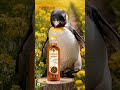 Even the Penguin Knows!  | Chancellor Kachi Ghani Mustard Oil Goes Viral