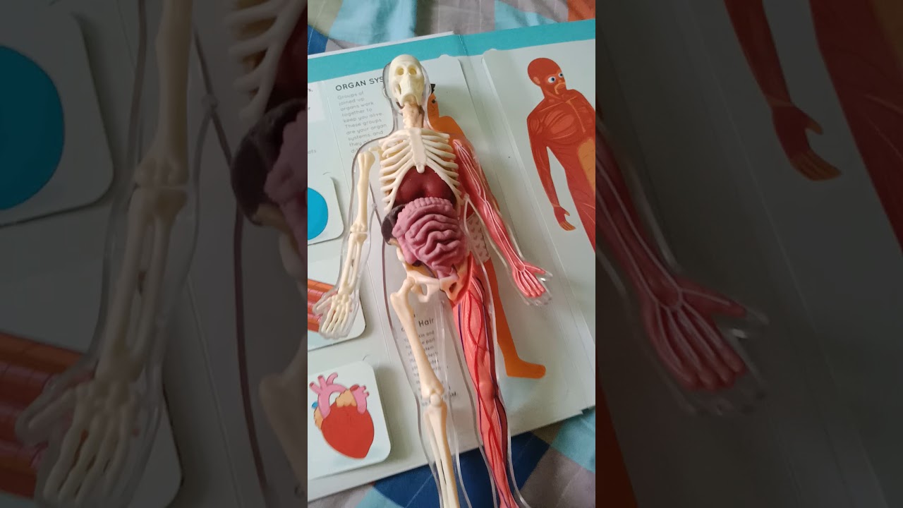 Internal Organs of Human Body - YouTube