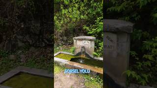 Yolda 431 Şavşat Orman Köy Yürüyüş Doğa #travel #gezgin #roadtrip #şavşat #gezilecekyerler #doğa